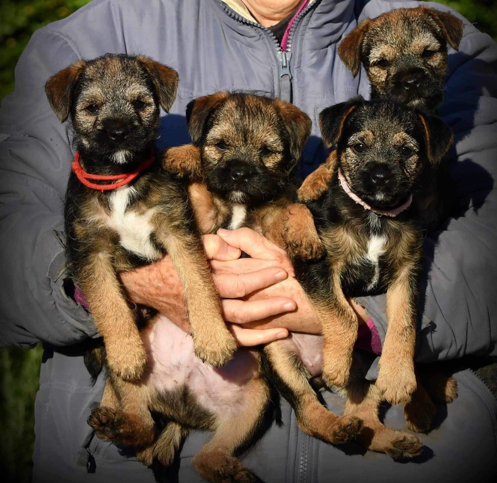 chiot Border Terrier Borderbobs